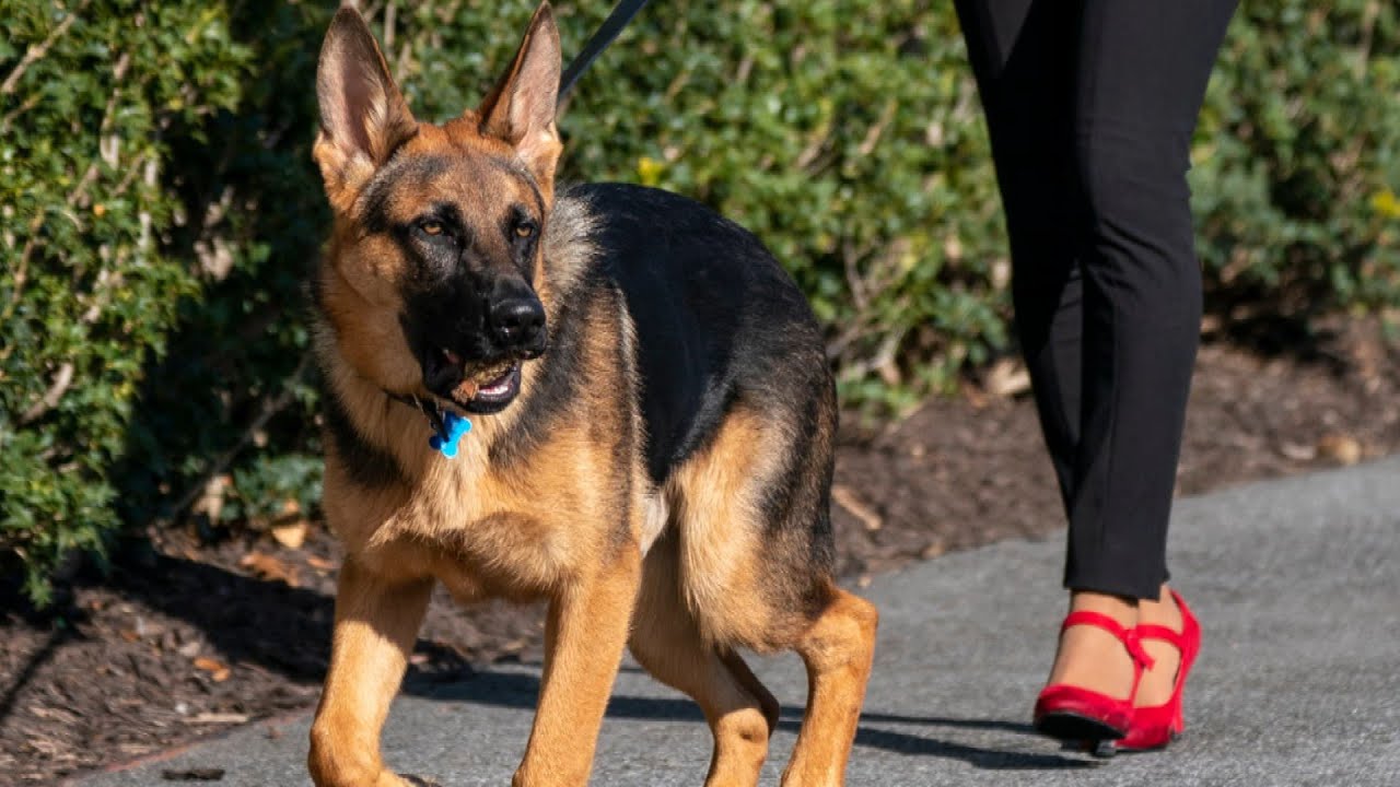 Bidens’ Dog Gone From White House After Biting Incidents