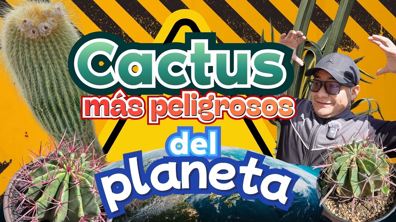 No los toques: Los cactus más letales y engañosos del desierto