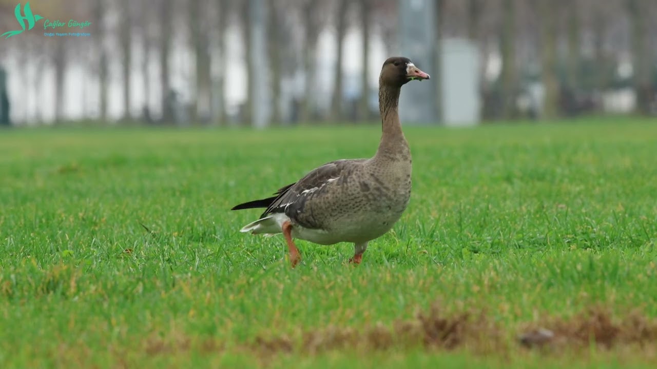 White-Fronted Goose Feeding - Sakarca Besleniyor