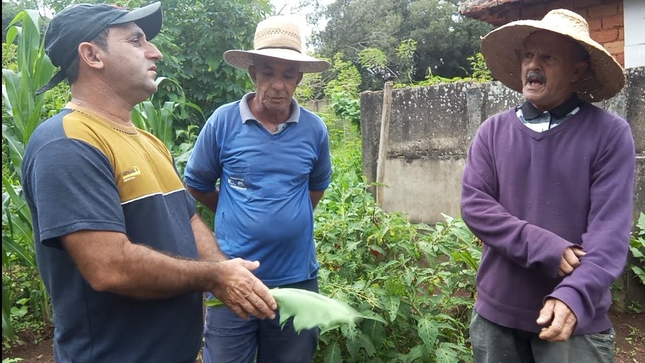 ENCONTREI MEUS AMIGOS MIGUEL E CIDE COLHENDO JILÓ NA HORTA