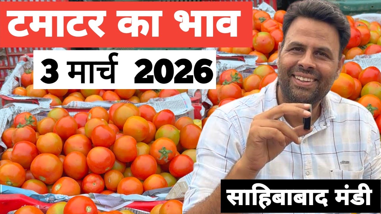 3 March 2026 🍅टमाटर का भाव साहिबाबाद मंडी |Today tomato rates in sahibabad mandi delhi NCR 