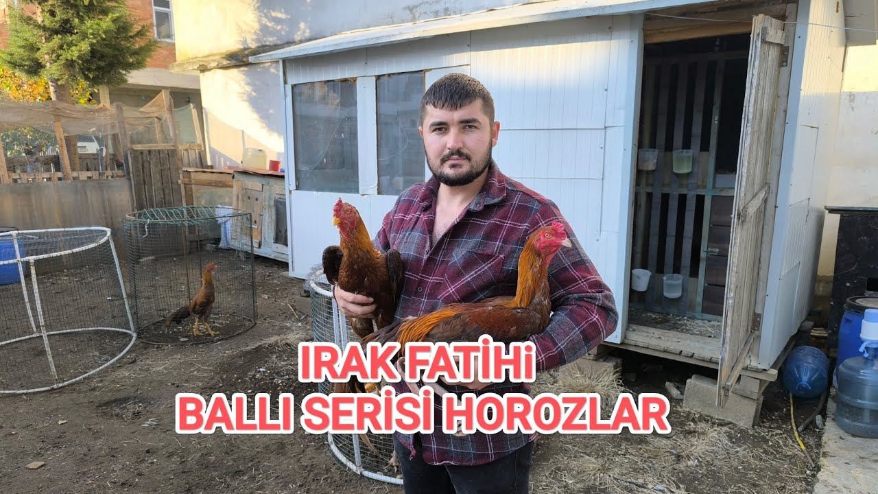IRAK FATİHİ BALLI SERİSİ HOROZLAR # YİĞİT BAHAR'IN KÜMESİ
