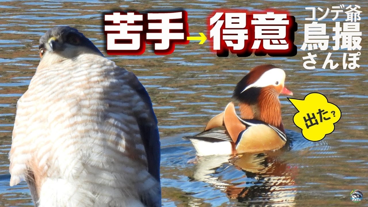 コンデジ鳥撮散歩　オシドリ入って出たのは〇〇タカ　苦手は得意の始まりか？