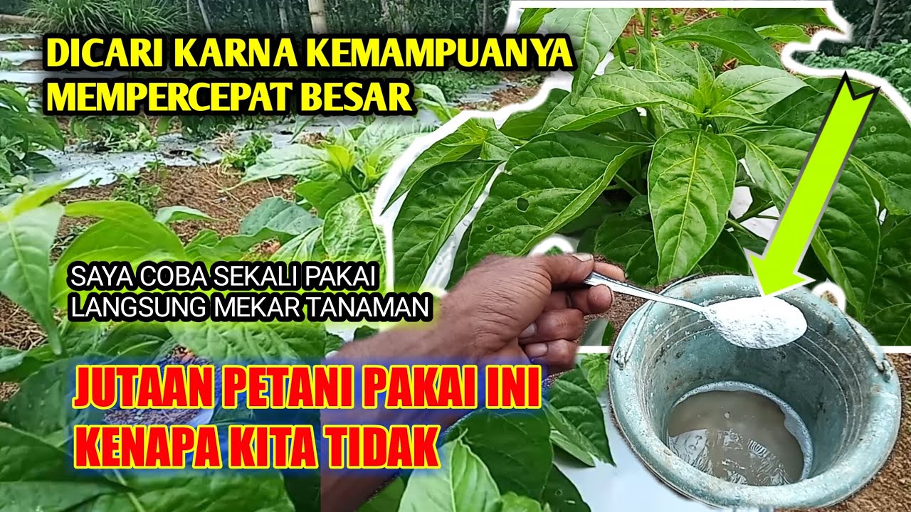 DIBURU PETANI !! PUPUK INI MAMPU MERIMBUNKAN SEKALI PAKAI SEHAT SELAMANYA..