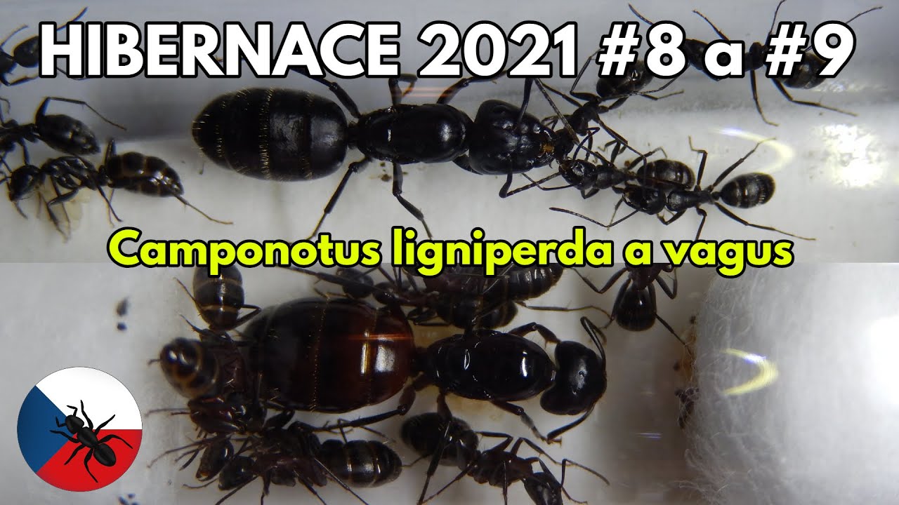 Hibernace 2021 #8 a #9 | Camponotus ligniperda a vagus