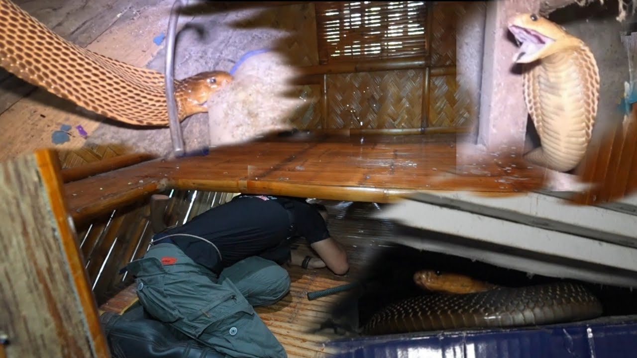 ANG MAKAPIGIL HININGANG PAG HULI SA DALAWANG MABANGIS NA COBRA SA TINUTULUGANG KUBO