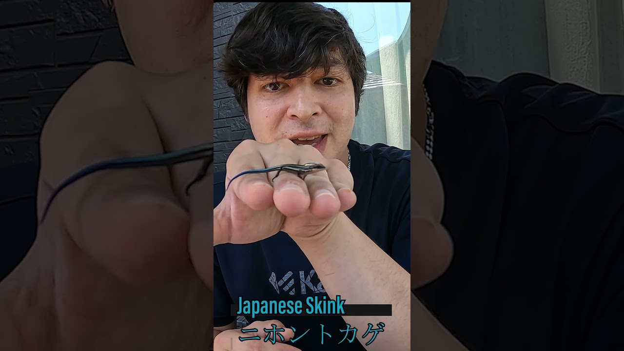 Introducing Cute Baby Lizard (Japanese Skink) 
