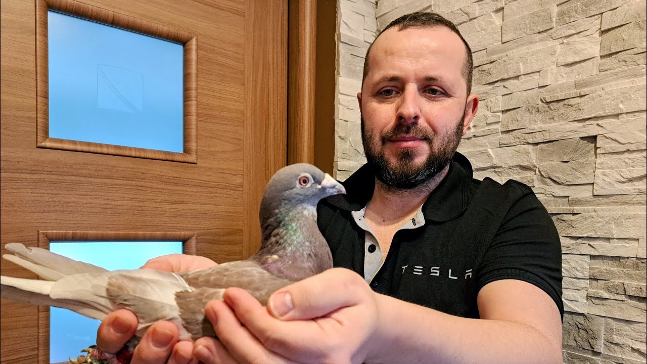 Oszukany?? GOŁĄB POCZTOWY Z HOLANDII !!! KUPIONY NA RYNKU W STARGARDZIE 