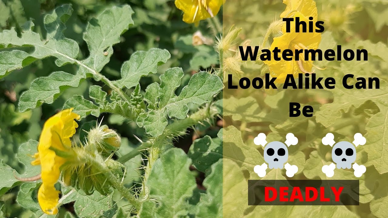 Is This Toxic Watermelon Look Alike Invading Your Garden?