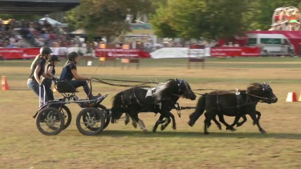 10.Ascania Pferdefestival  Vierspänner Pony