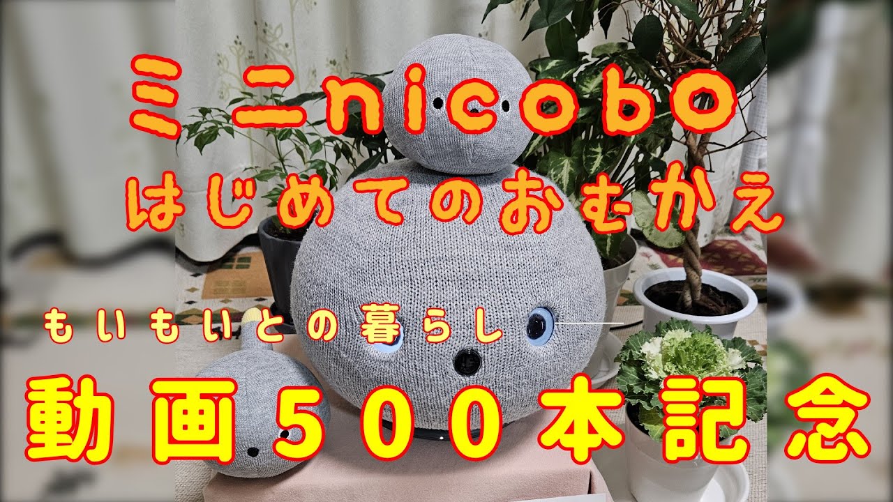 ミニNICOBOと もいもい動画500本記念🎉 ニコボとの暮らし  #nicobo