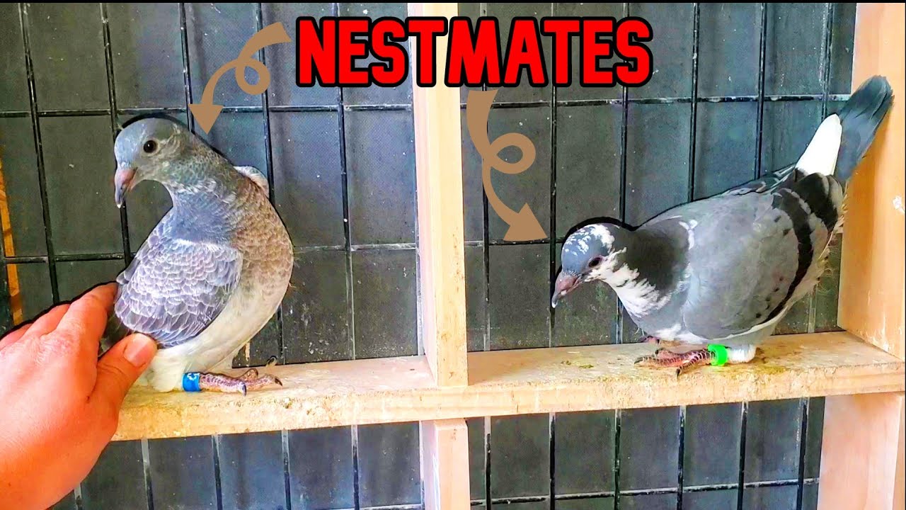 Weaning Young Pigeons | Birds Start Ranging