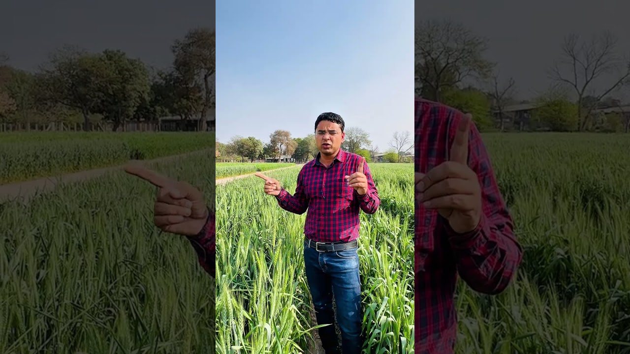 Wheat management at 110 days #farming #agriculture #wheatfarming #irrigation 