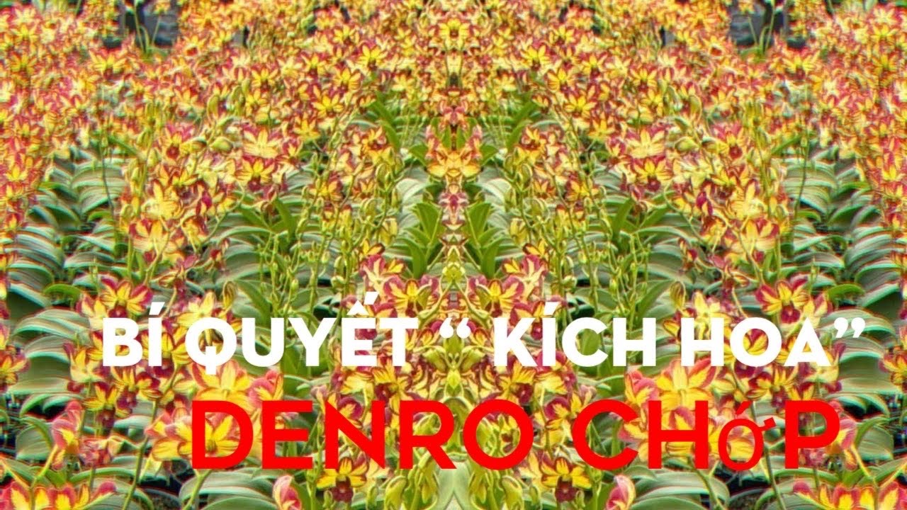 B&iacute; Quyết &ldquo; K&iacute;ch hoa&rdquo; cực hiệu quả d&agrave;nh cho Denro Chớp.