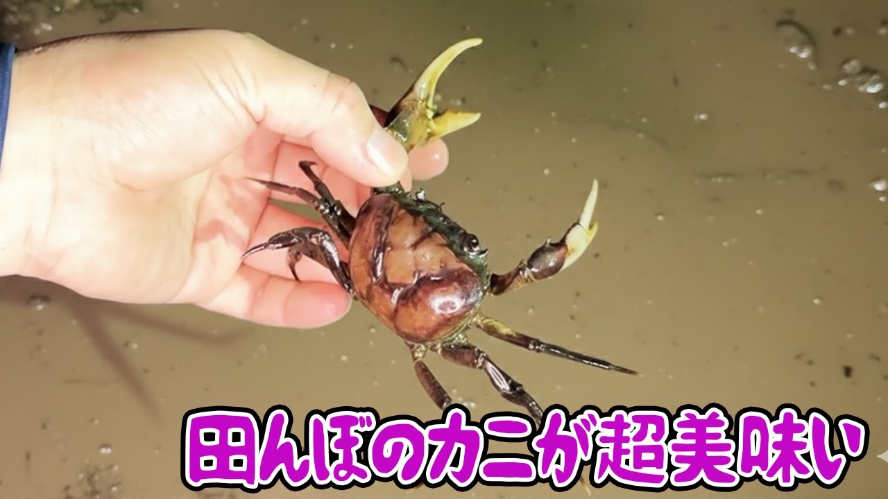 田んぼのカニが超美味い