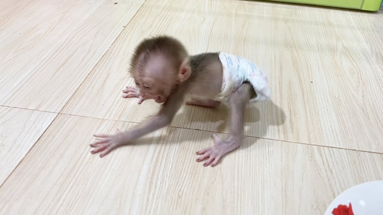 Pity Baby Monkey DORN Very Tantrum To Mom Drop Him Sitting On Floor