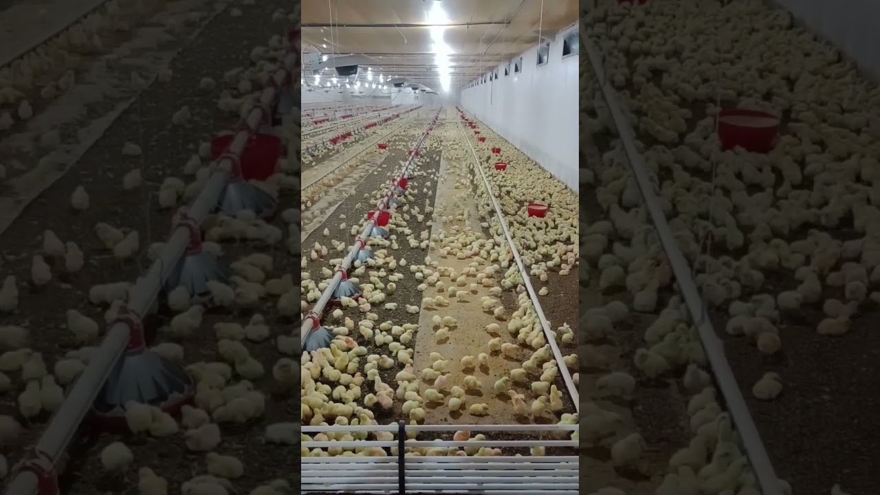 #avicultura #granja #isot&eacute;rmica #g&aacute;s #frango #chicken #isothermal #gas #poultryfarming #Brazil