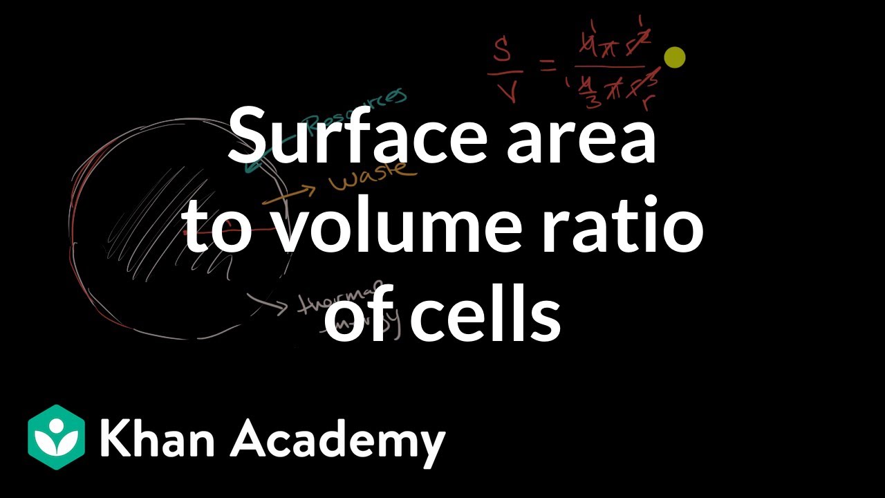 Surface area to volume ratio of cells | Cell structure and function | AP Biology | Khan Academy