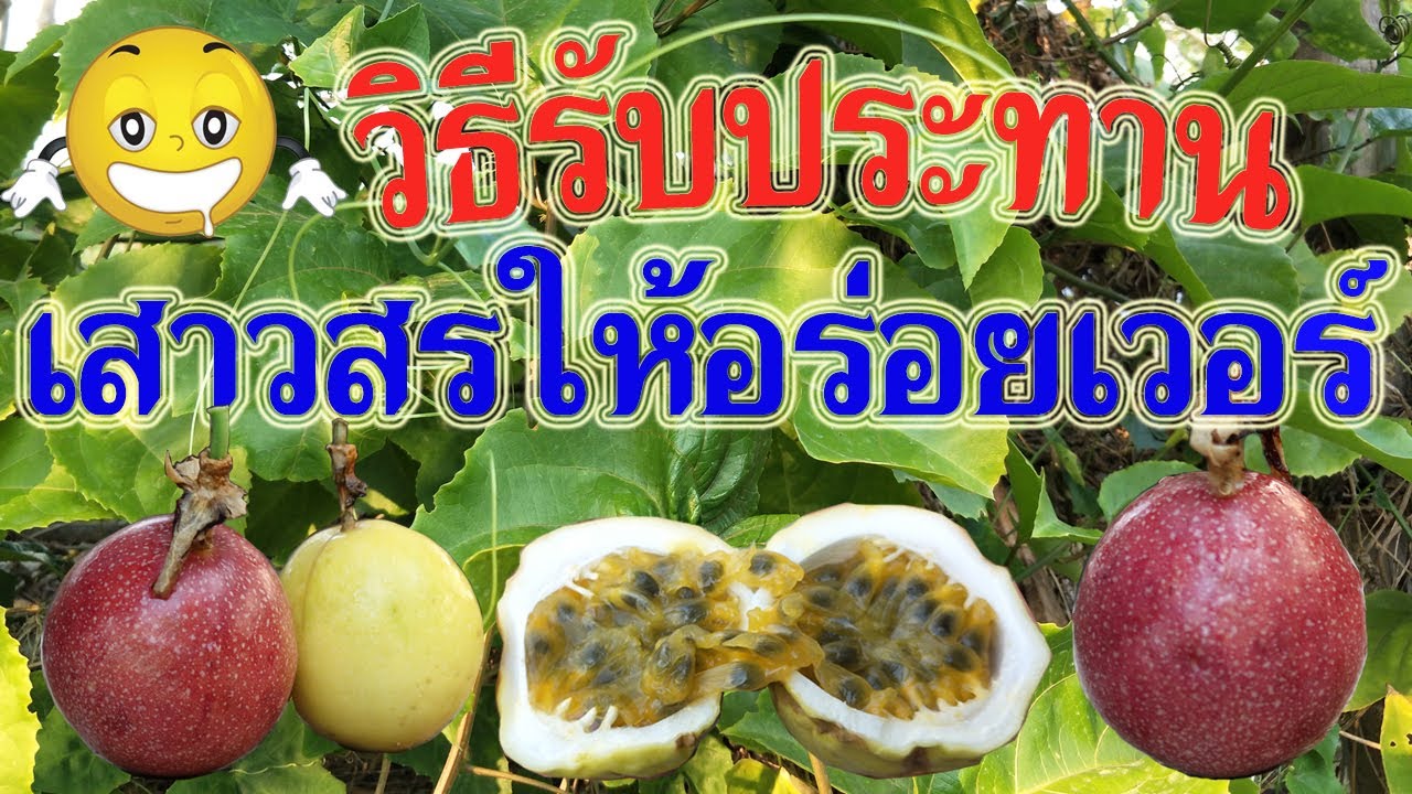 วิธีกินเสาวรสสดๆ