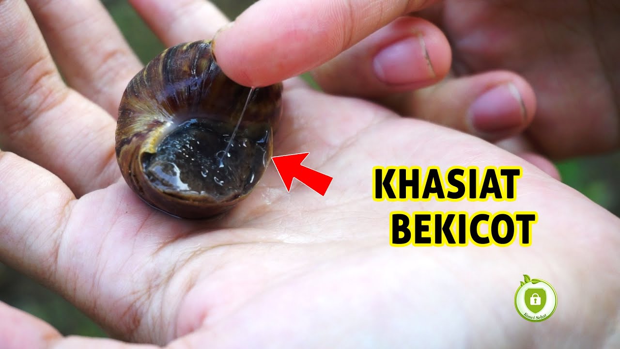 Inilah 9 Manfaat Bekicot untuk Kesehatan | Kaya Nutrisi