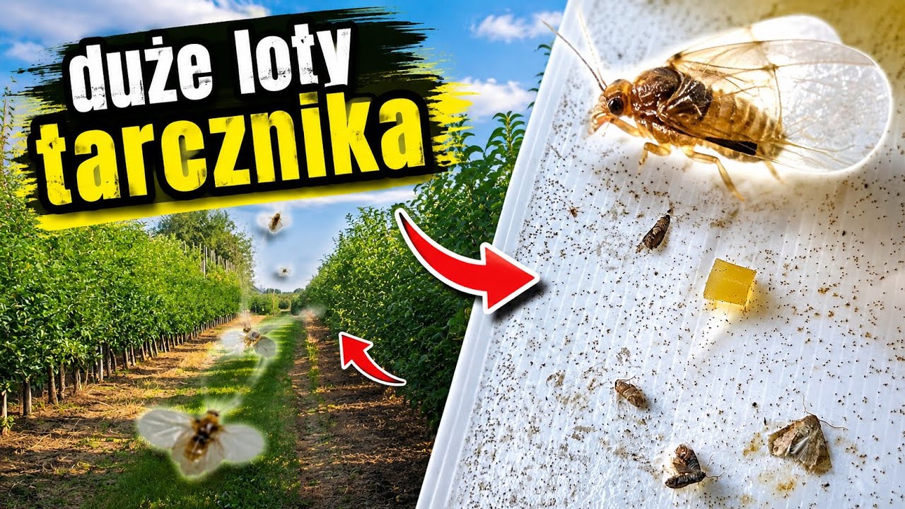 Z Sadu 09-08-2026 TARCZNIK ATAKUJE? Sprawdzam Pułapki i Szukam Larw! #sadownictwo #ogrodnictwo #sad