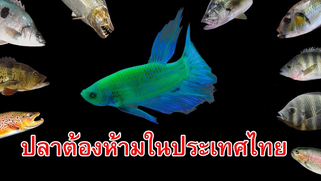 10 สายพันธุ์ปลาที่ห้ามนำเข้ามาในประเทศไทย อย่างเด็ดขาด !!!