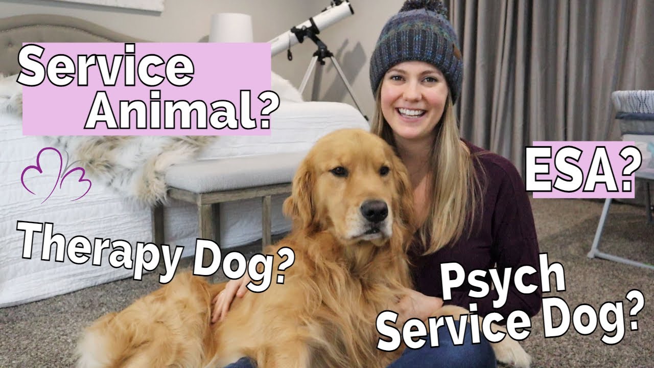 Types of WORKING DOGS // Service Animal vs Emotional Support Animal (Updated for 2021)