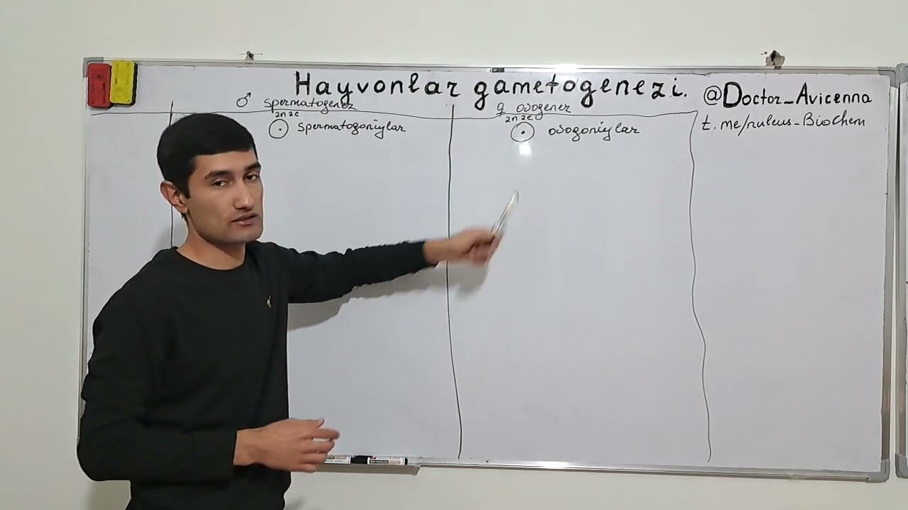 Hayvonlar gametogenezi. Uruğlanish. Animal gametogenesis. Fertilization  @Doctor_Avicenna