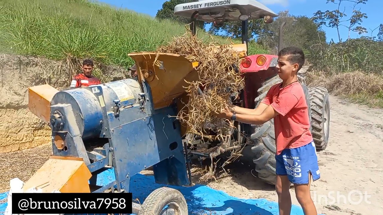batendo feijão
