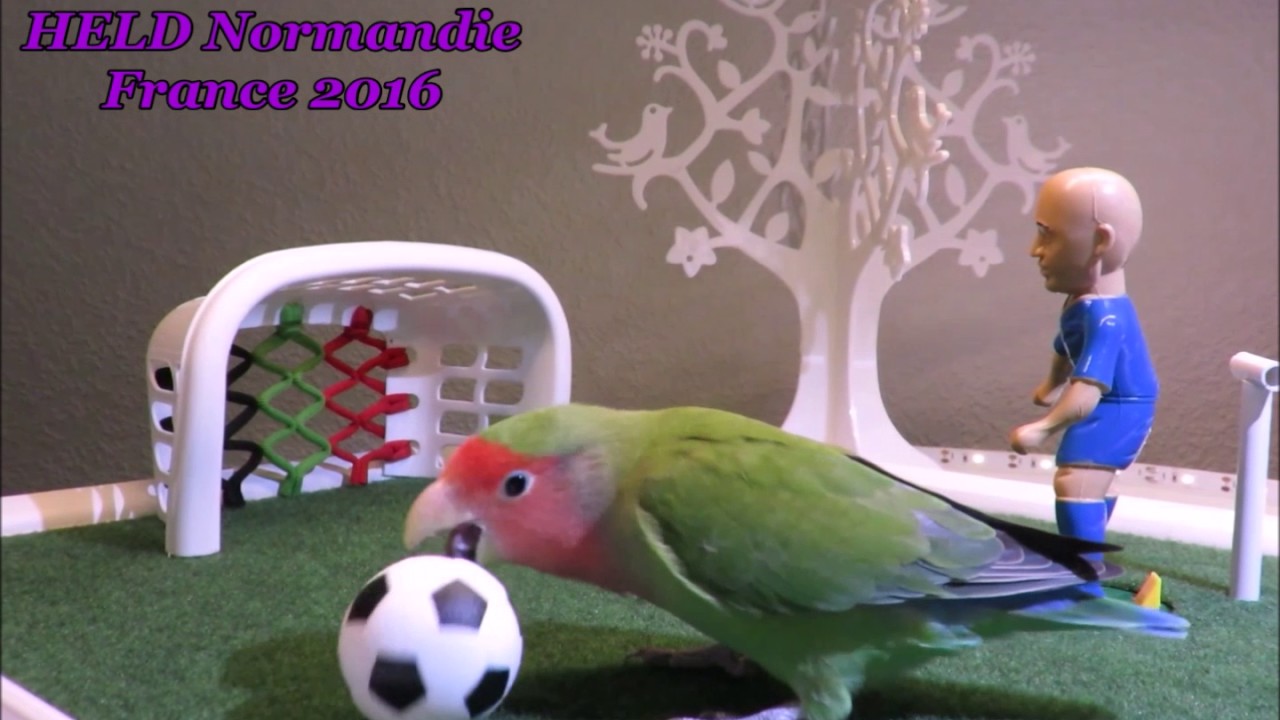 Training parrots lovebirds ins&eacute;parables agapornis roseicollis -08/2-