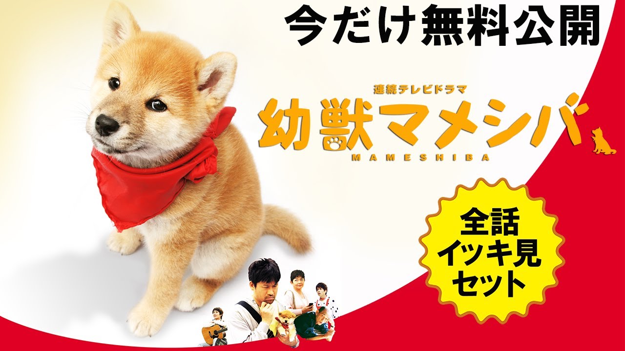 【📺イッキ見 無料配信中】『幼獣マメシバ』全話セット！作業用として、イッキ見したい、そんなファンの熱いリクエストに応えました！佐藤二朗の連続ドラマ初主演作