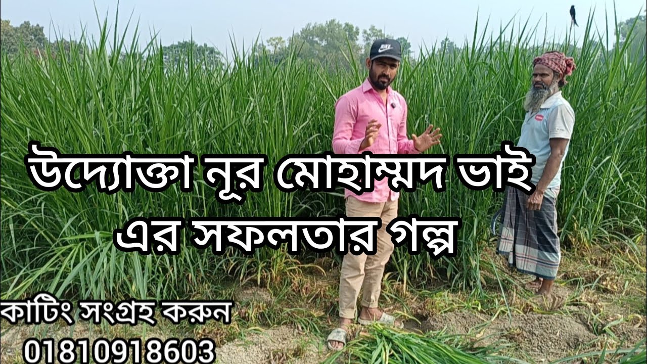 আসুন একজন সফল উদ্যোক্তার গল্প শুনি!!  জারা ঘাস চাষ করে বৃহৎ খামার পরিচালনার গল্প!! Jara grass cultiv