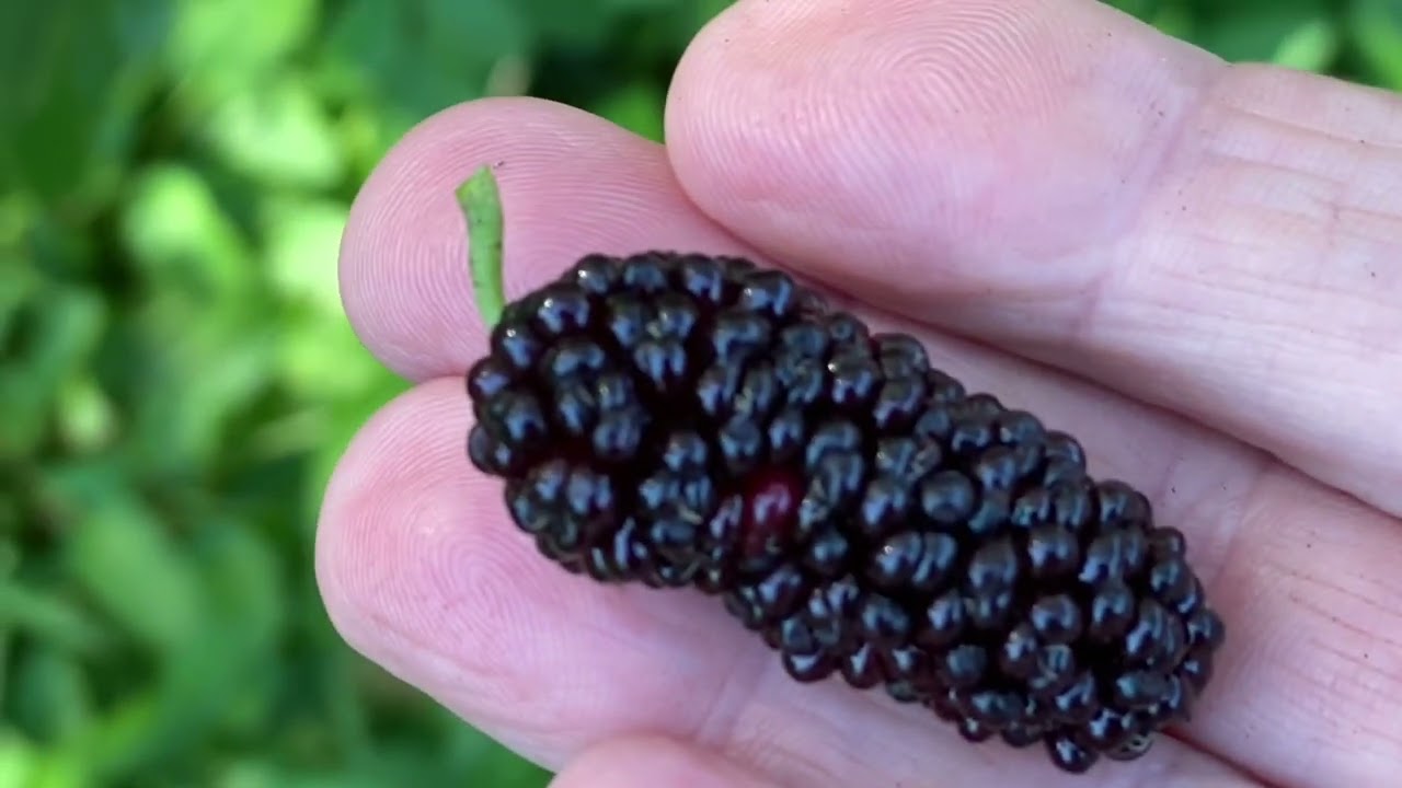 Australian Turkey aka Siam Jumbo Mulberry Tree Update..central Florida zone 9b 2/7/24