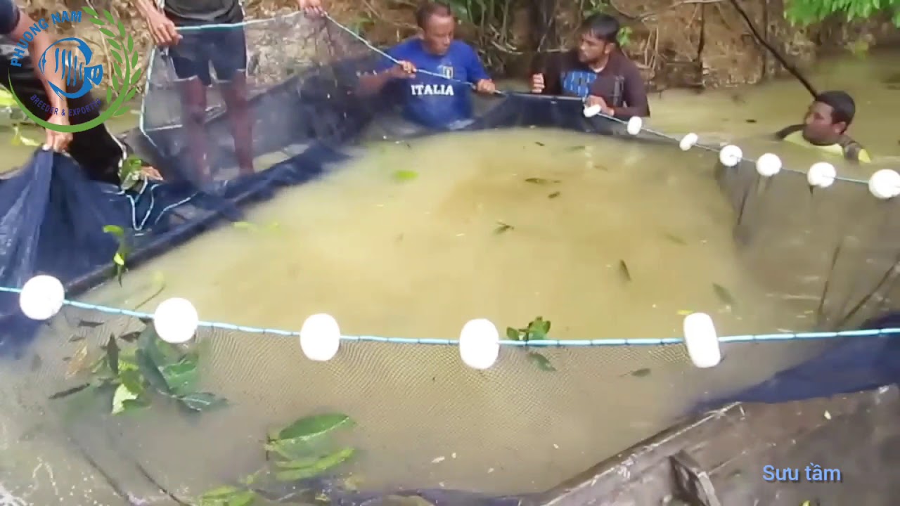 Bắt cá dĩa ở sông Amazon phần 2| Catch Discus Fish in the Amazon River part 2