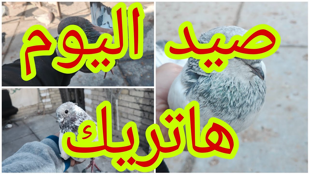 💕صيد اليوم فد شي كلش حلوات💞💞هاتريك😍طلعت االبصراويات الجدد بلسطح🥰وفرخات زواجل فتحتهن ذكيات@
