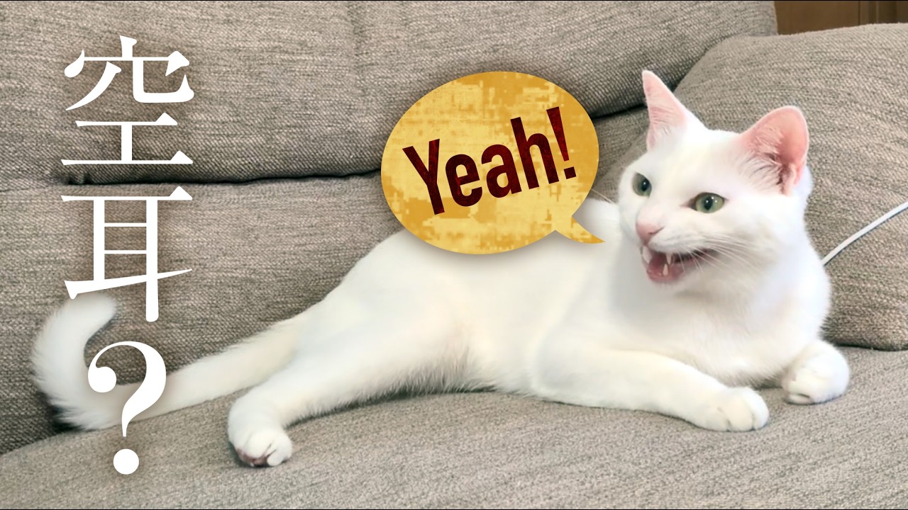 【奇跡】愛猫が「イエイ！」と喋った気がする…笑。皆様、ジャッジしてください。