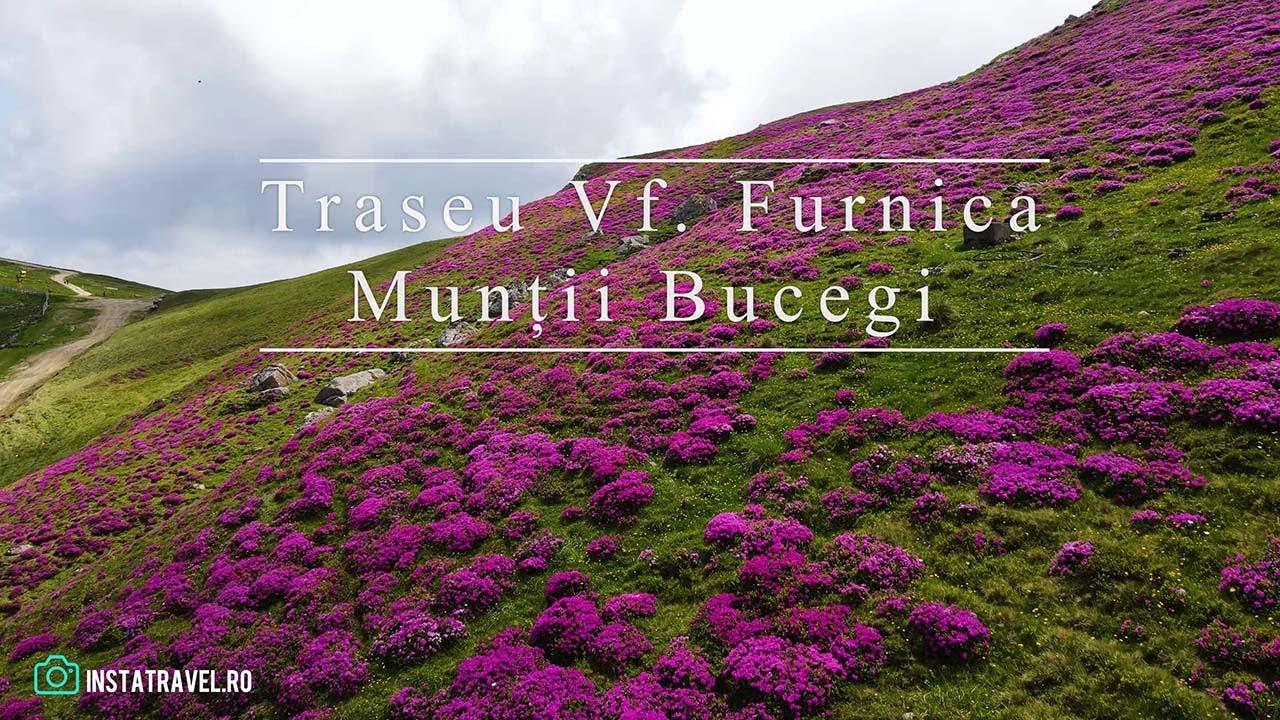 Traseu Vârful Furnica + O mare de Rhododendroni - Munții Bucegi