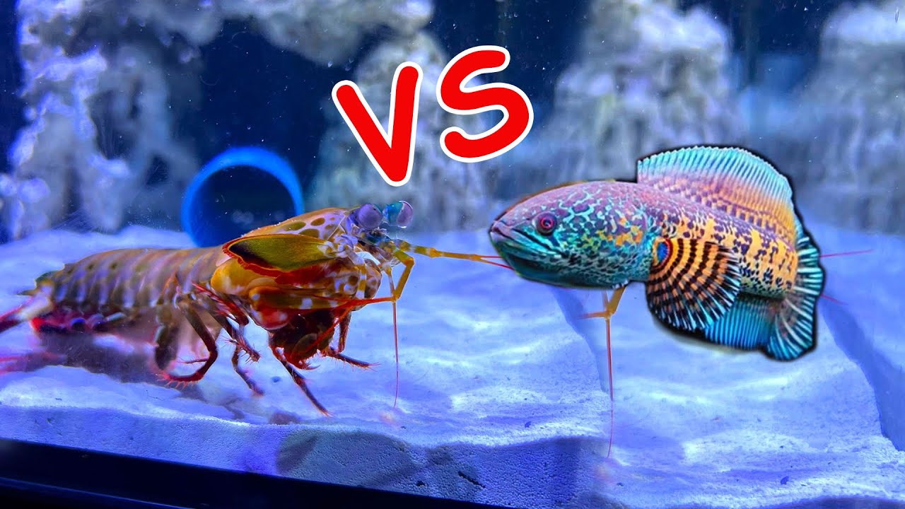 Mantis vs Fish
