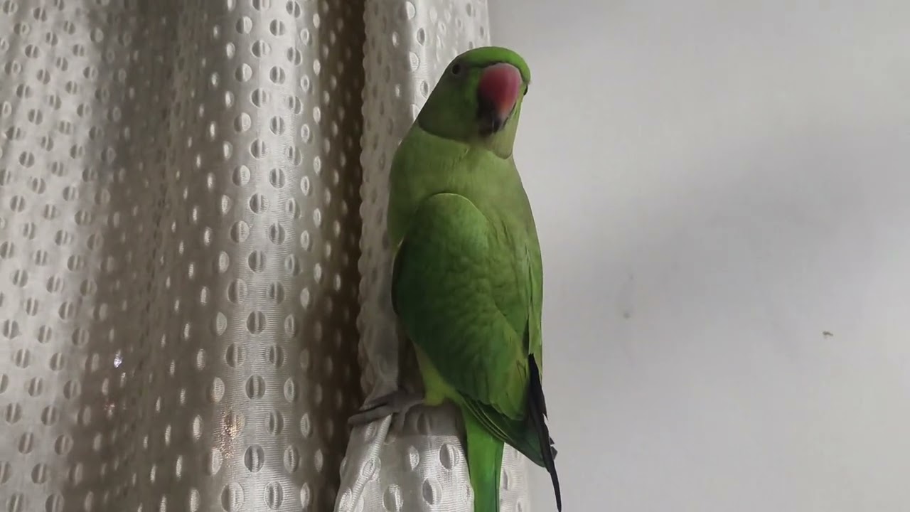 Dekhiye mera mittu kase rat ko sota h or kaha sota h 🦜🥰#like #subscribe #perot 🙏