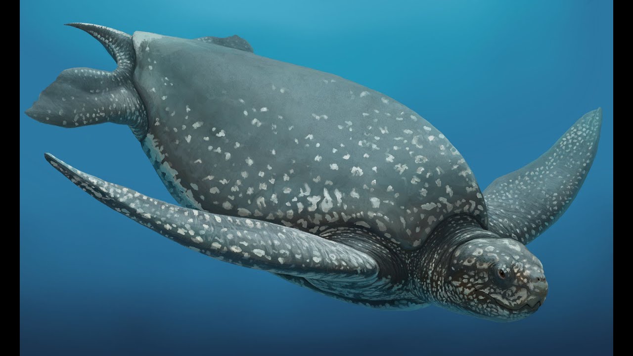 32-million-year-old sea turtle fossil discovered in Alabama