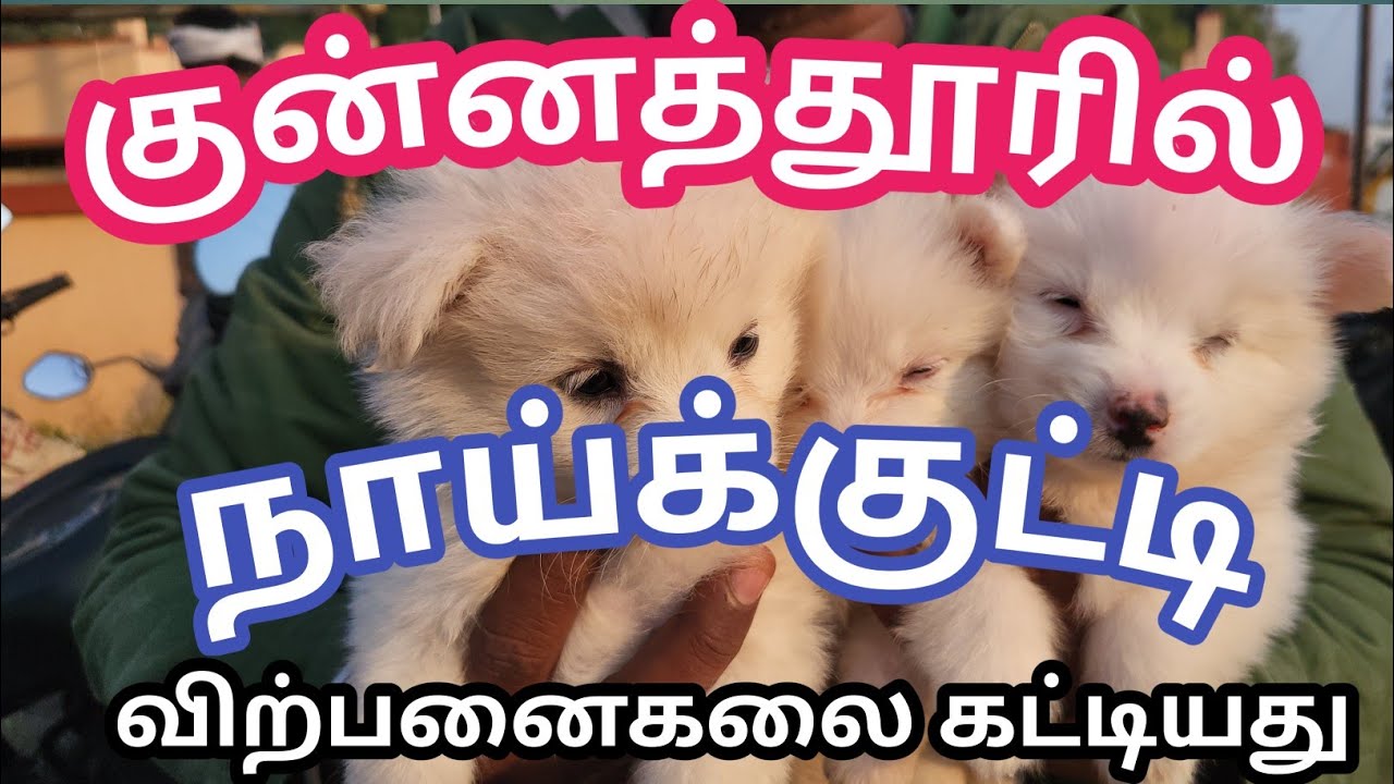 கலை கட்டிய நாய்க்குட்டி விற்பனை குன்னத்தூர் 