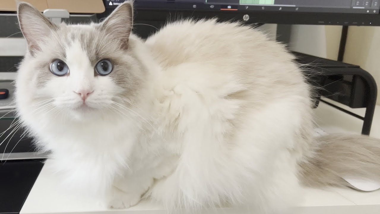 ラグドール猫だけは絶対に飼ってはいけません…おすすめしない11の理由！