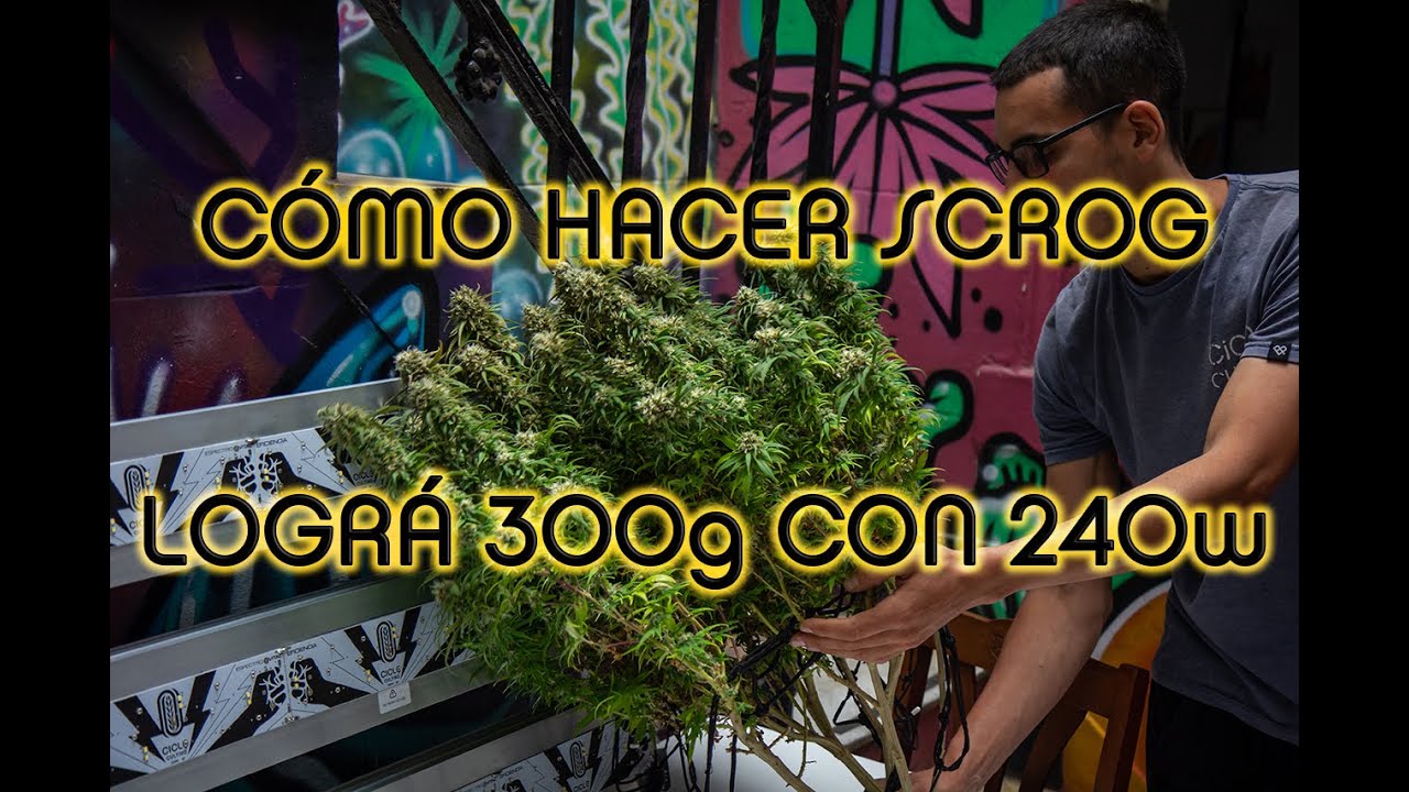 C&oacute;mo hacer SCROG  y lograr 300g con s&oacute;lo 240W