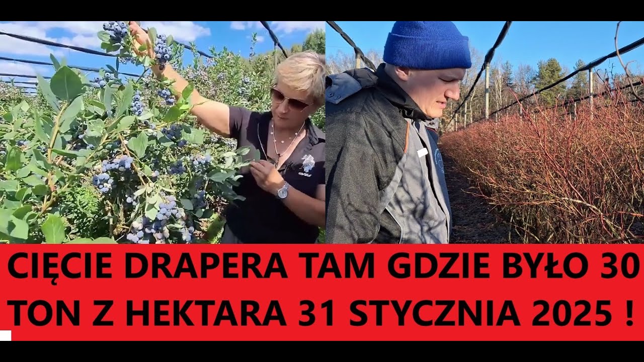Cięcie Borówki Draper Na Plantacji Gdzie Owocuje Powyżej 30 Ton z Hektara 31 Stycznia 2025 !!