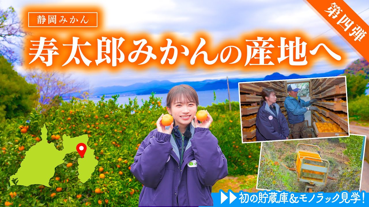 歴史ある静岡みかん「寿太郎」を求め伊豆へ！秋元真夏の静岡みかん編完結です！【第四弾】