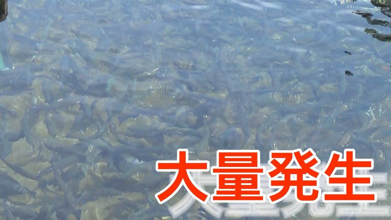 富士山の湧き水で大量発生した『川魚』をスプーンで釣りまくる！