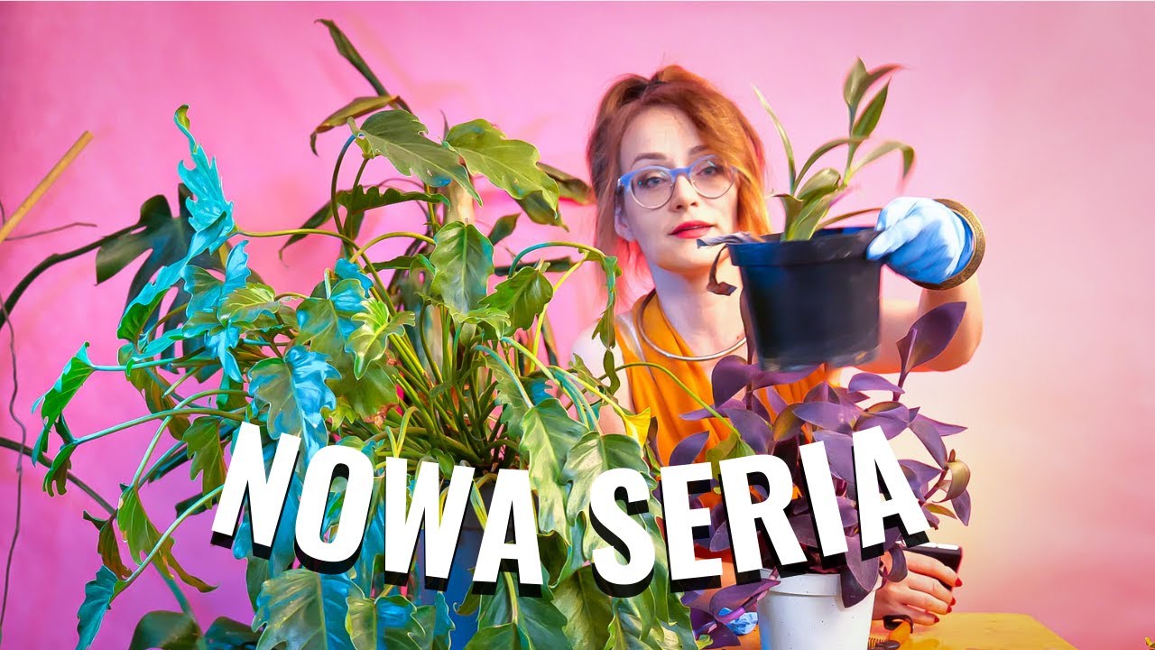Przegląd Roślin. Problemy z : Dracena, Filodendron, Trzykrotka, Reo, Paproć Asplenium