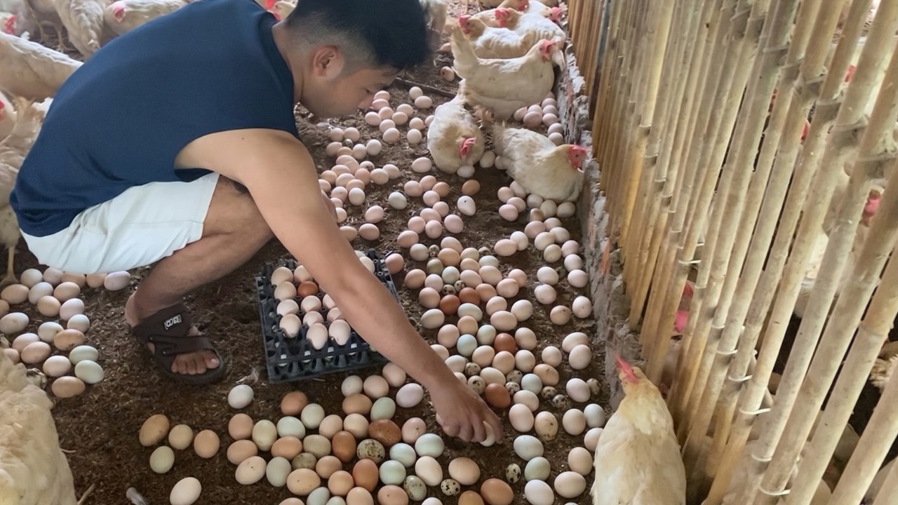 Collecting Hundreds of Fresh Eggs | Daily Chicken Farm Routine 🥚🐔