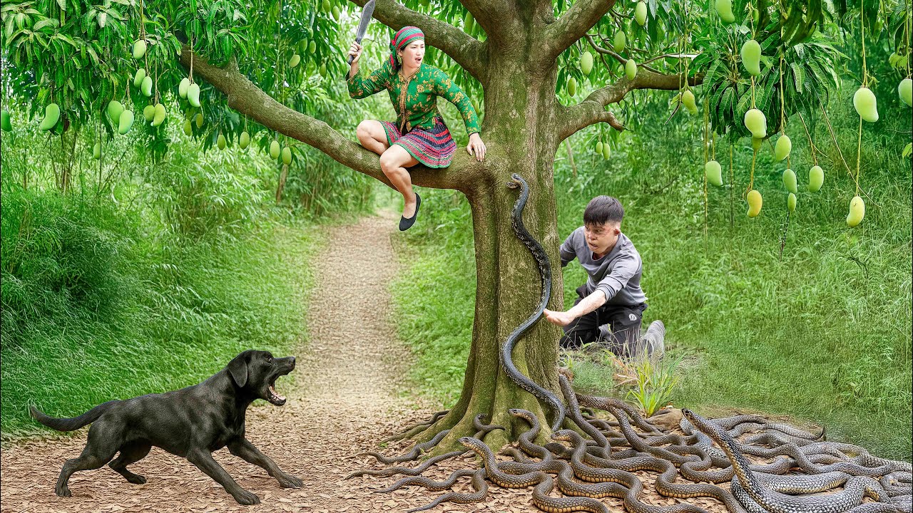 How Will The Smart Dog Help Ly Thi Hoa Escape From A Pack Of 20 Poisonous Snakes?