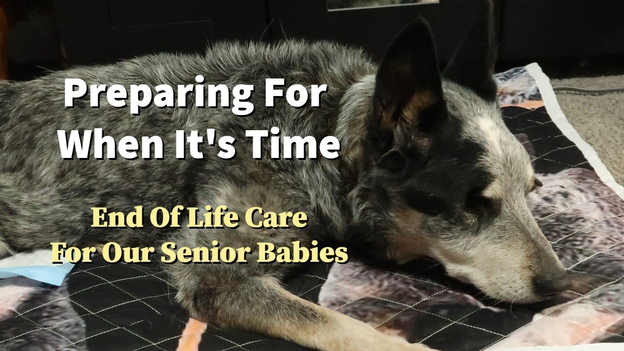 Preparing For When It's Time ~ End Of Life Care For Senior Dogs ~